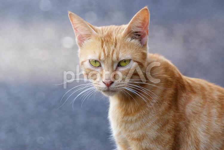 茶トラの猫 猫,野良猫,茶トラの写真素材