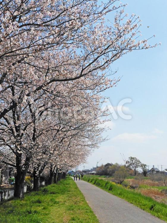 土手の桜並木 桜,ソメイヨシノ,花の写真素材