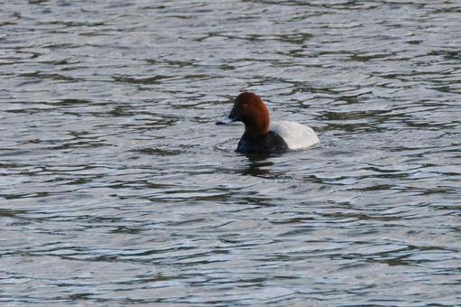 ホシハジロ⑶の写真