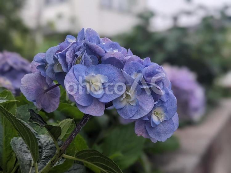 塀の上から除く紫陽花1 紫陽花,あじさい,アジサイの写真素材