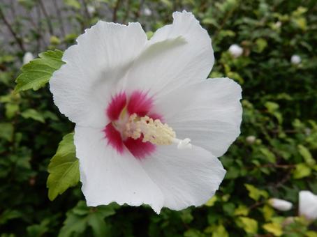 [Flower photo] White Rose of Sharon, JPG