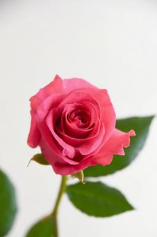 ピンクのばら ピンクのばら 水滴,ピンク,花の写真素材