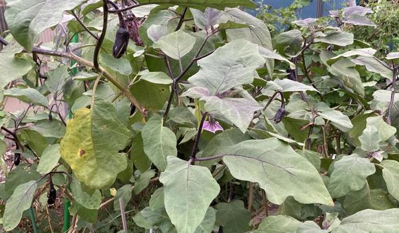 茄子 茄子の写真