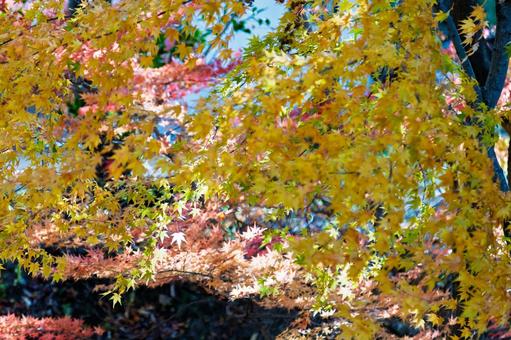 紅葉|宝福寺 紅葉|宝福寺の写真