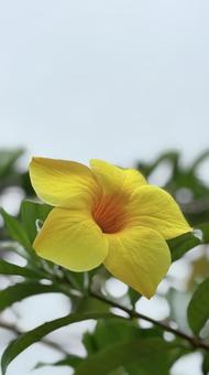 アリアケカズラ アリアケカズラの写真
