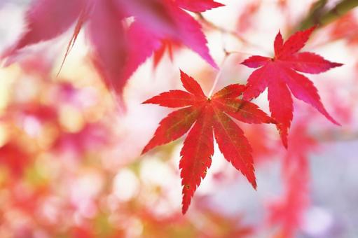 美しい秋の紅葉 美しい秋の紅葉の写真