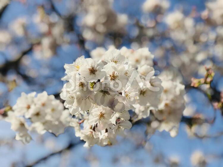 さくら　桜　サクラ　5 自然,花,木の写真素材