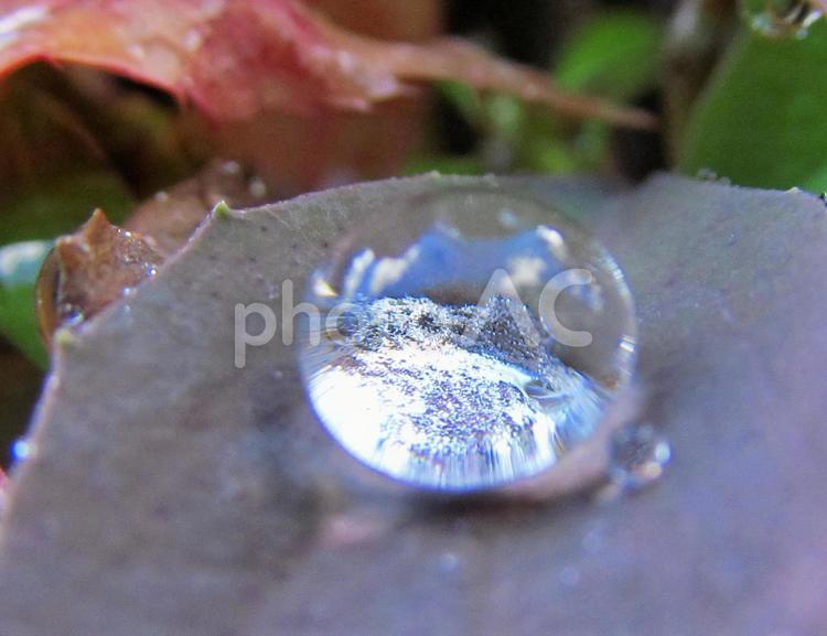 水滴と朝の光の風景 水滴,しずく,雨の写真素材
