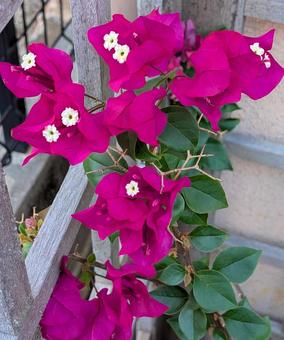 花筏葛 花筏葛 ブーゲンビリア,花,flowerの写真素材