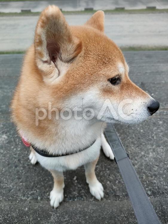 真剣な顔の柴犬くるみです！ 犬,柴犬,シバの写真素材