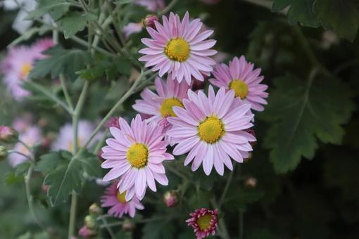 菊合わせ 小菊,花,flowerの写真素材
