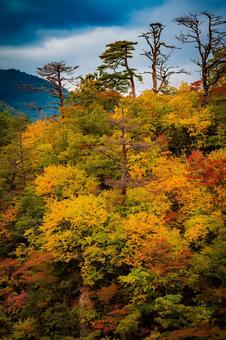 宮城県　鳴子峡の秋の風景 宮城,宮城県,大崎市の写真素材