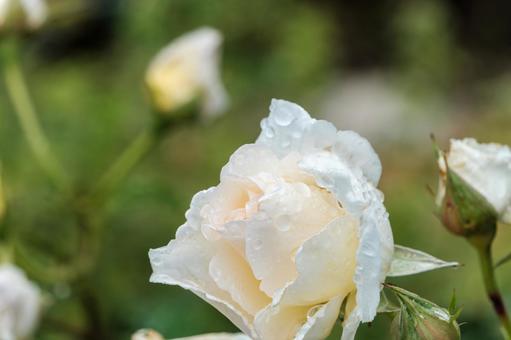雫揺れる白薔薇 雫揺れる白薔薇の写真