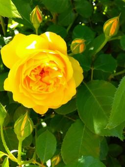 黄色の薔薇 黄色の薔薇の写真