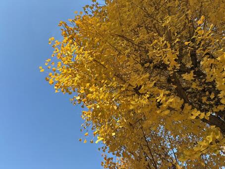 銀杏の紅葉　1 銀杏,イチョウ,並木の写真素材