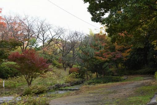 黄昏時の紅葉 黄昏時の紅葉の写真
