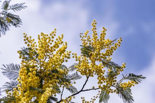 満開のミモザと青空 ミモザ,花,春の写真素材