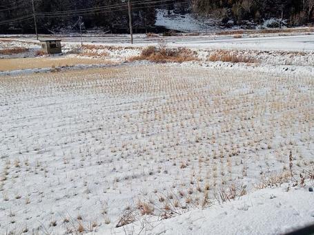 田んぼに積もった雪 田んぼに積もった雪の写真