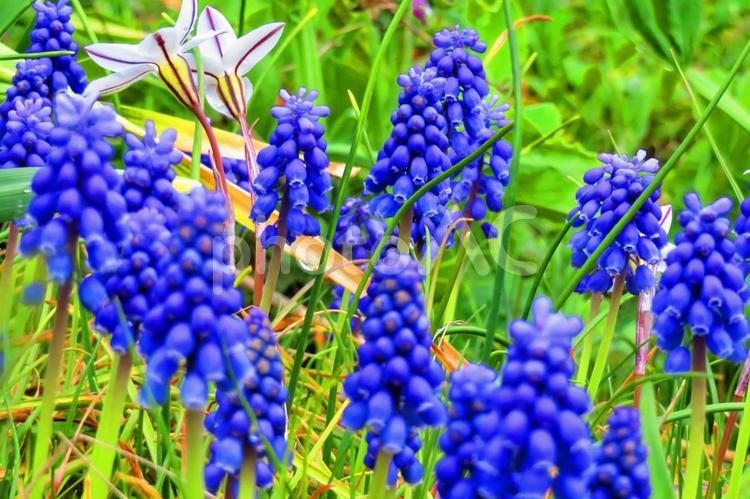３月下旬のムスカリの花 背景,ムスカリ,花の写真素材