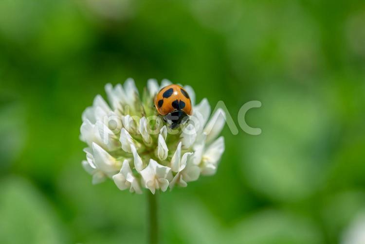 シロツメグサとてんとう虫の風景７ シロツメグサ,てんとう虫,昆虫の写真素材