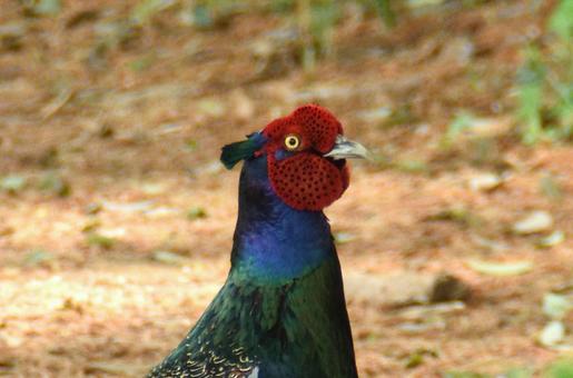 キジ5 キジ5の写真