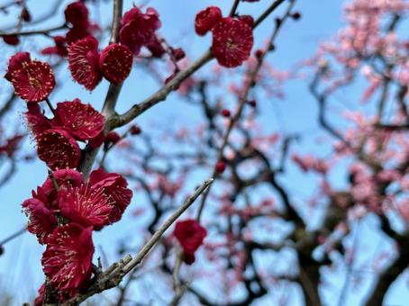 紅梅の季節6 紅梅の季節6の写真