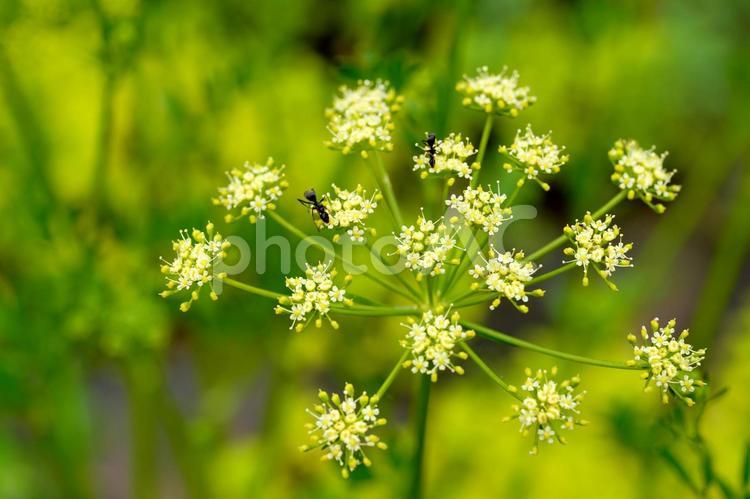 花に集まる黒い蟻 花,小花,黄緑の写真素材