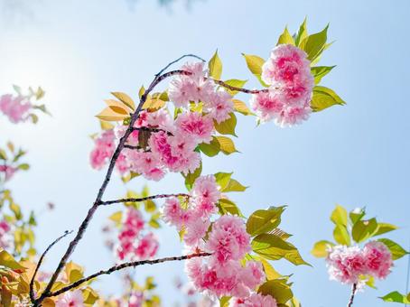八重桜と空 八重桜と空の写真