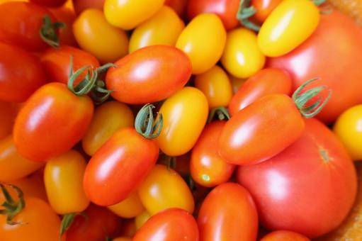 トマト トマト トマト,夏野菜,桃太郎トマトの写真素材