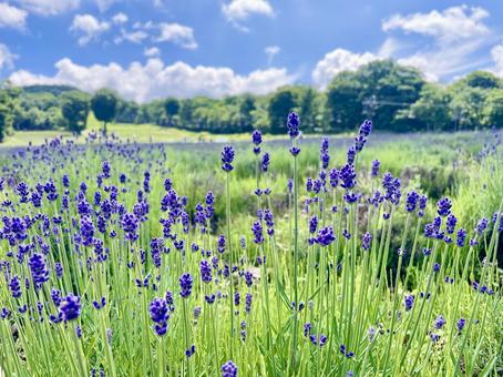 ラベンダーの花畑 ラベンダーの花畑の写真