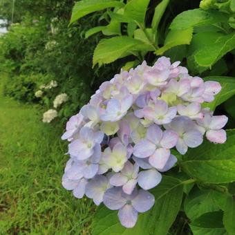 アジサイ(紫陽花) アジサイ(紫陽花)の写真