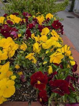 Pansy flowerbed, JPG Pansy flowerbed, JPG