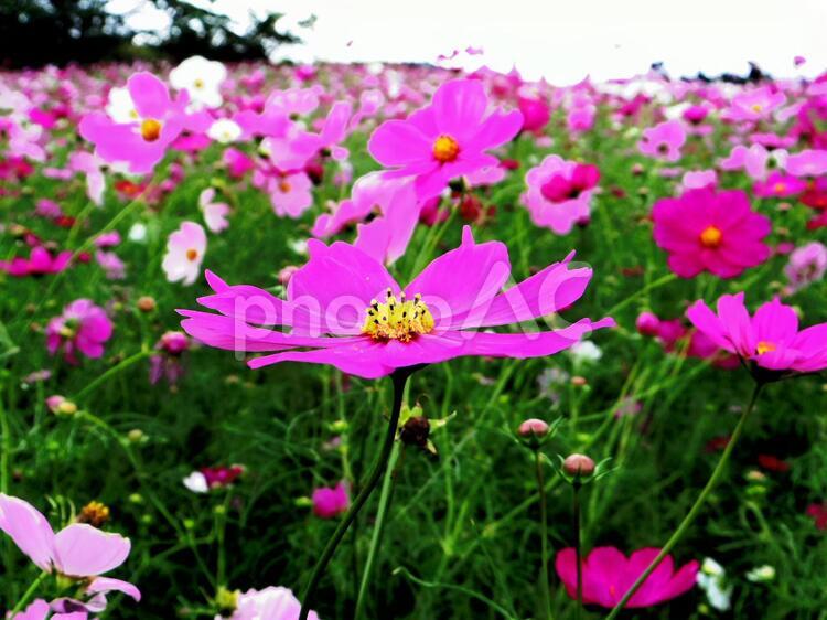 コスモス畑11（熊本県阿蘇郡） コスモス,秋桜,コスモス畑の写真素材