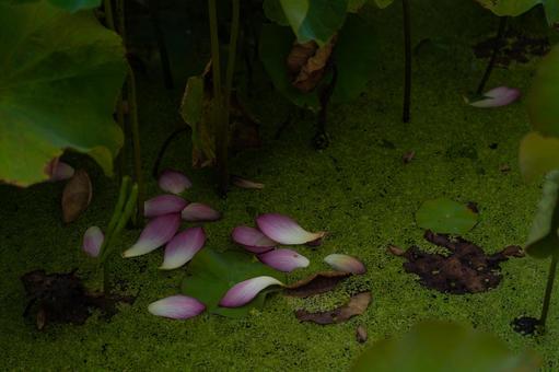 蓮の花 ハス 初夏の花 蓮の花 ハス 初夏の花の写真