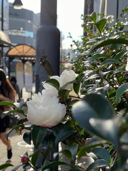 道端の白の山茶花 道端の白の山茶花 椿,ツバキ,厚葉木の写真素材