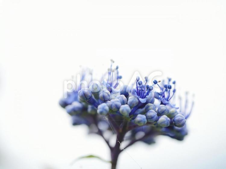 明るい背景のアジサイ あじさい,青い紫陽花,むらさきの写真素材