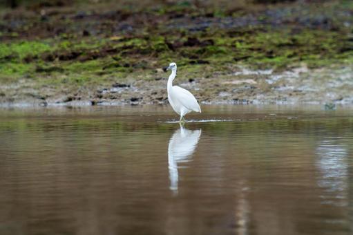 Photo, a heron, kurosagi, leucoplastic, 