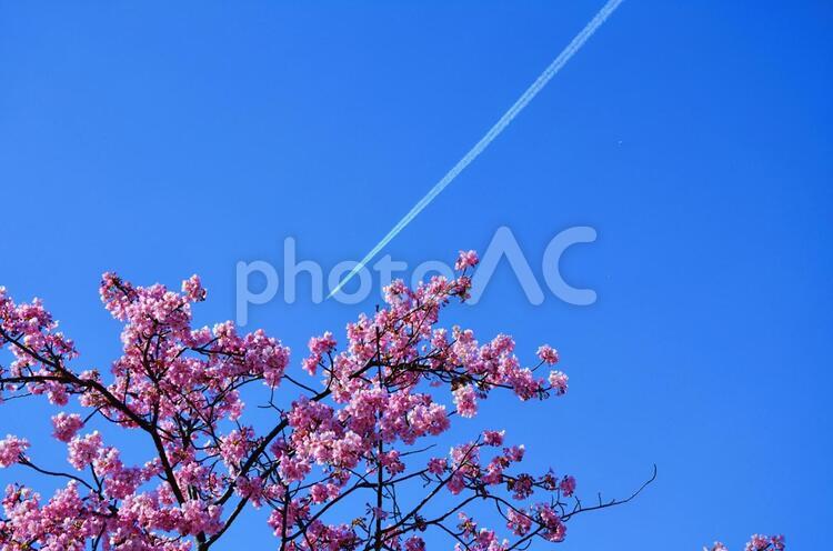 青空とサクラと飛行機 桜,サクラ,さくらの写真素材