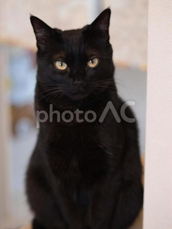 黒猫　まっすぐ ねこ,クロネコ,遊んでほしいの写真素材