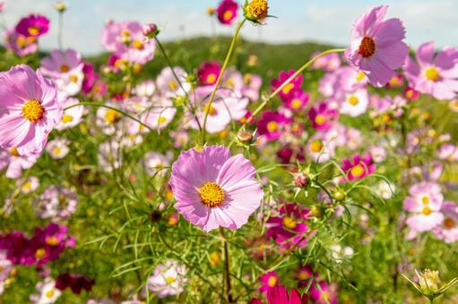 北海道 秋桜 北海道 秋桜の写真