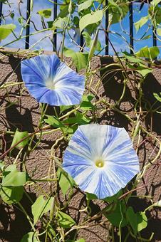 あさがお83 あさがお83 あさがお,セイヨウアサガオ,緑の写真素材