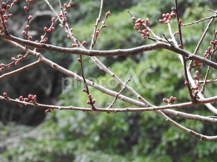 2月の蕾 蕾,花,自然の写真素材