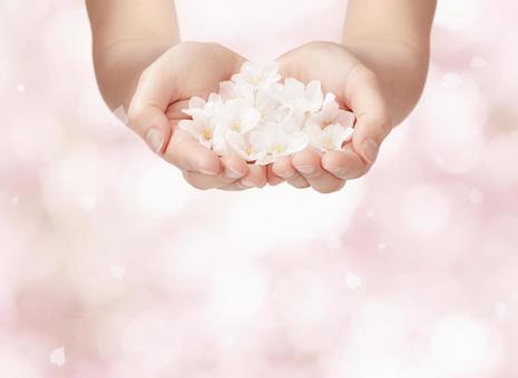 手のひらに桜の花びら 手のひらに桜の花びら 手のひら,桜,花びらの写真素材