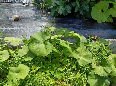 Photo, a herbicide sheet, effect, weed, 