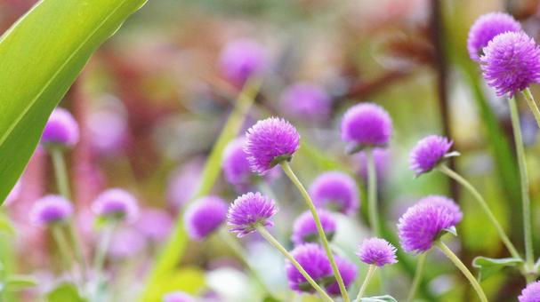 秋の花-326 秋の花-326 センニチコウ,千日紅,ピンクの写真素材