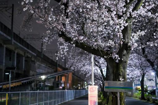 武蔵浦和の遊歩道の夜桜 武蔵浦和の遊歩道の夜桜 武蔵浦和,桜,花見の写真素材