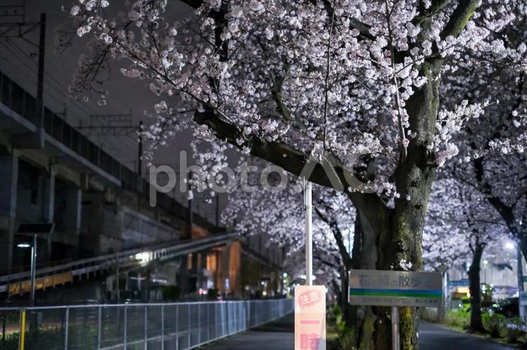 武蔵浦和の遊歩道の夜桜 武蔵浦和,桜,花見の写真素材