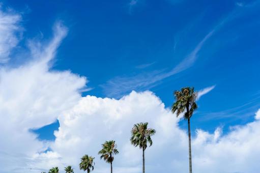 南国の青い空とヤシの木 南国の青い空とヤシの木 ヤシ,ヤシの木,椰子の写真素材