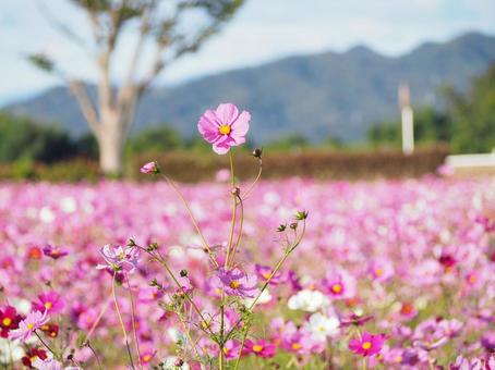 コスモス05 コスモス05 コスモス,ピンク,秋の写真素材