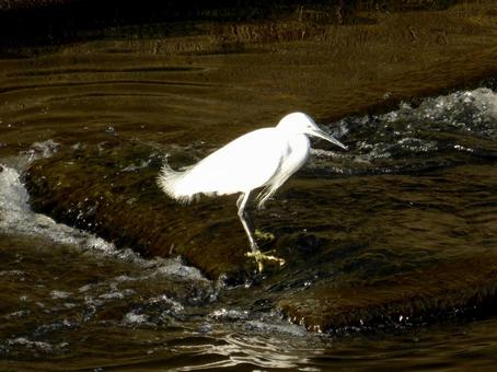 川の魚道で獲物を待つコサギ 川の魚道で獲物を待つコサギ コサギ,鳥,鳥類の写真素材